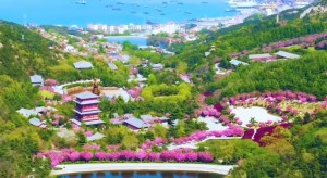 4月20日至5月5日威海赤山景區(qū)邀您共度浪漫櫻花季！