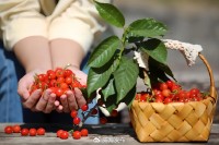 5月18日至6月16日，“櫻桃之約”邀你共赴！